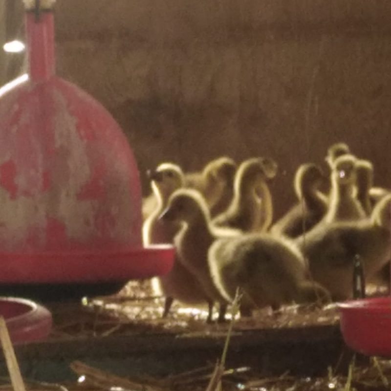 4f29c5cf-30da-40b6-9ffd-bfda4873c364