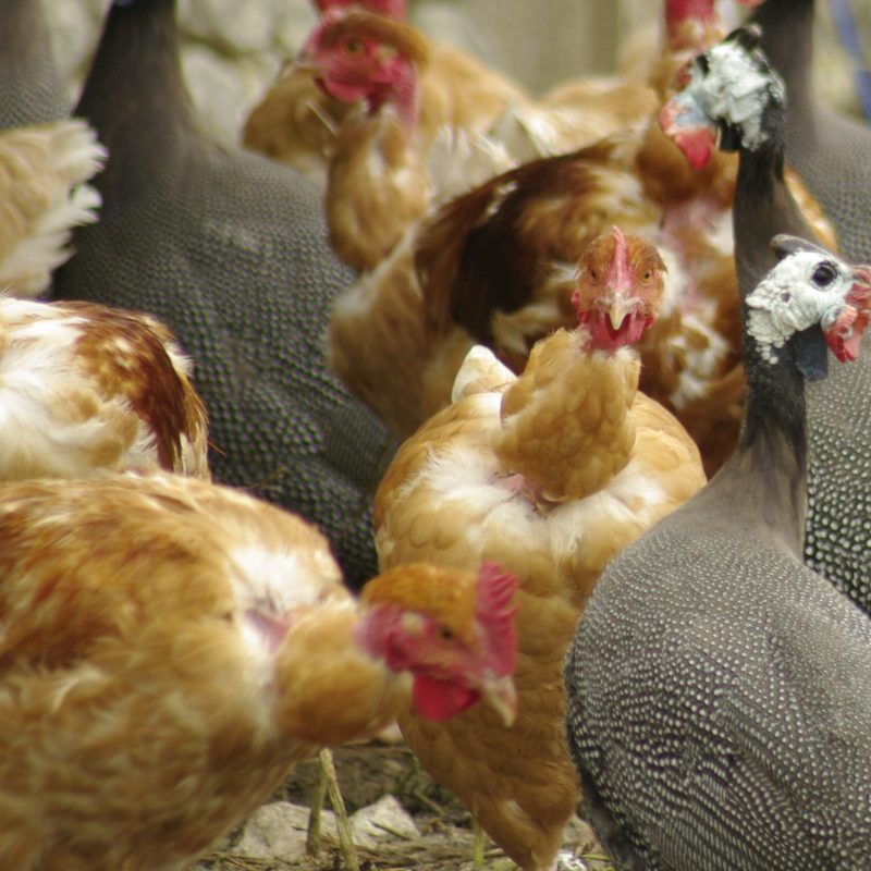 volaille de la ferme de la croix blanche