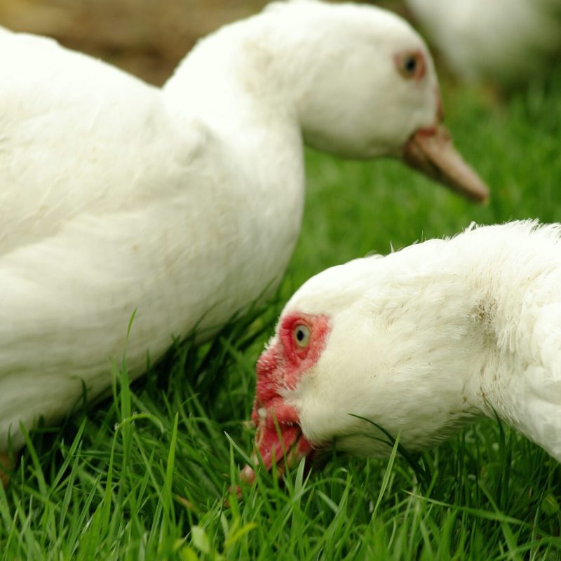 oies fermières bio en plein air dans le verger à St-Gervais-les-Trois-Clochers